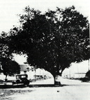 The Oak Tree circa 1930s